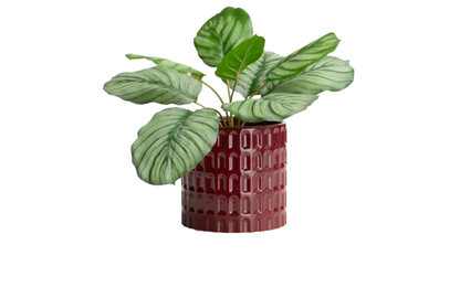 Bisko Pot - Bordeaux